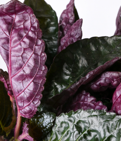 Purple Waffle Plant foliage with deep green faces and rich purple undersides.