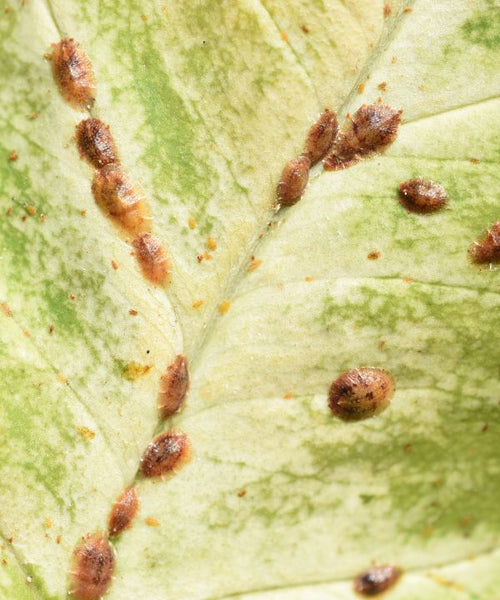 Plant scale on leaf