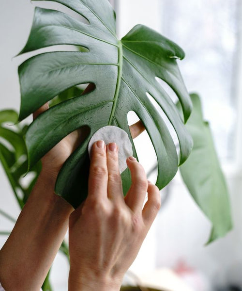 Hand removing plant scale off leaf