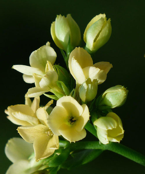 Blooming Kalanchoe plant with soft yellow flowers.