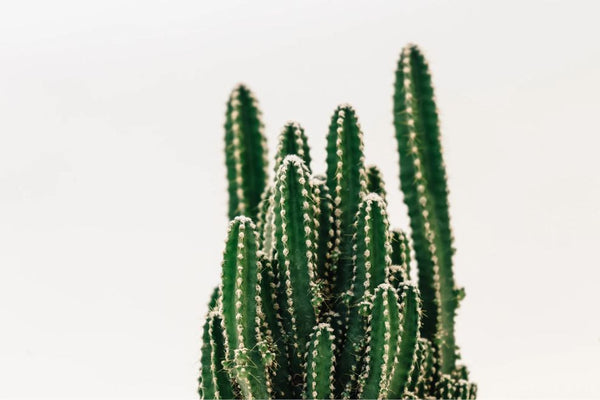 Close up of a native cactus to Mexico