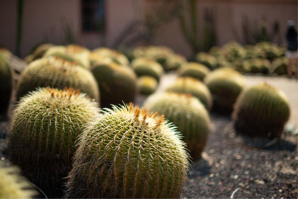 mass-planted cactus