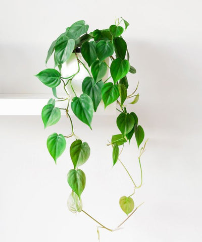 Philodendron Heartleaf with heart-shaped leaves