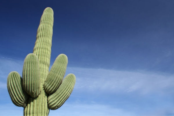 A Saguaro Cactus