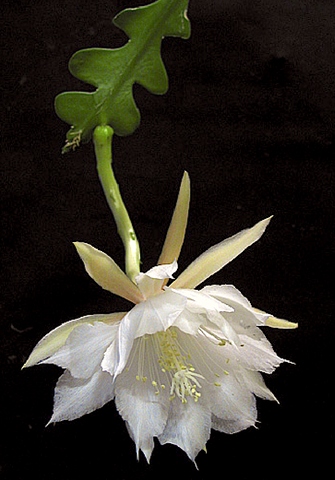 A delicate white coloured Fishbone Cacti flower.