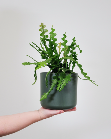 Fishbone shaped leafy cactus in a small indoor pot.