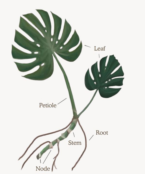 The anatomy of a Monsera with tags saying "leaf", "Node", "Petiole", "Stem", and "Root".