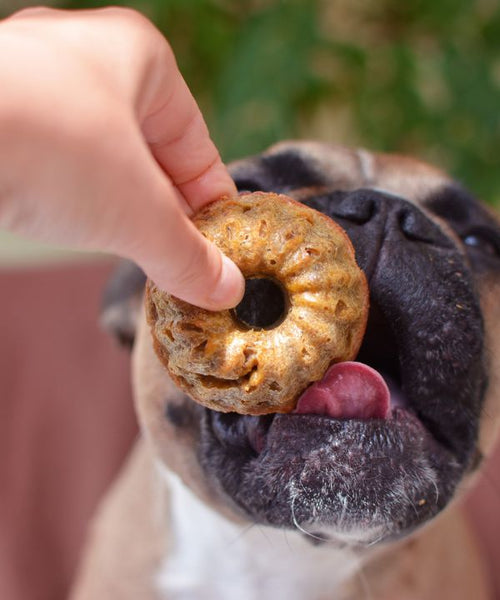 French Bulldog being fed a homemade dog biscuit