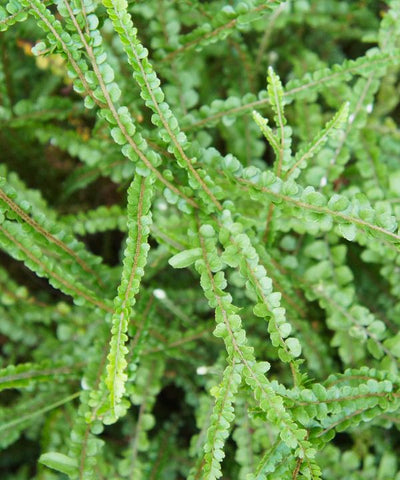 Duffi Fern - Nephrolepis cordifolia with delicate green fronds