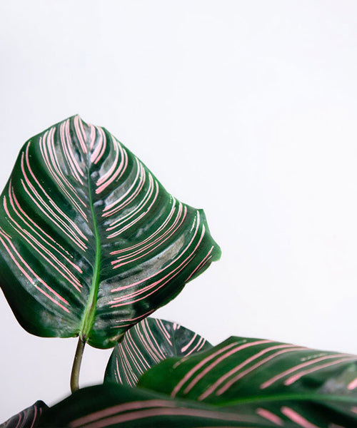 The Calathea Sanderiana is deep green with pinstripes of vibrant pink.