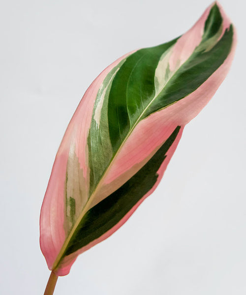 A beautiful Triostar Stromanthe leaf with variegated pink, green and white tones.