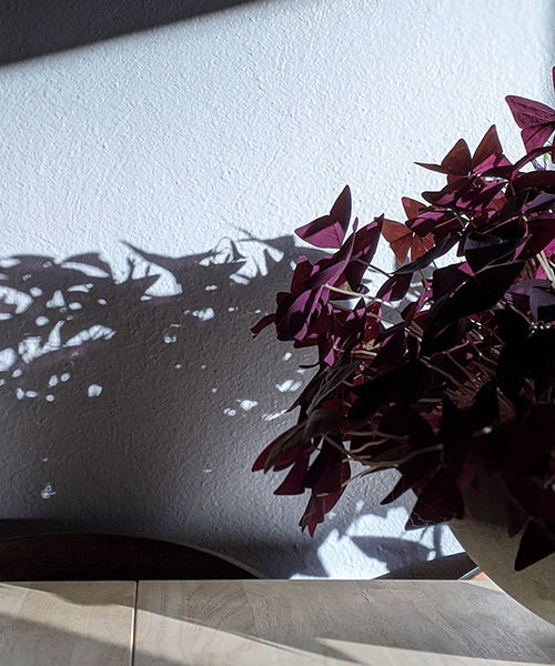An indoor pot plant thriving purple Oxalis Triangularis.