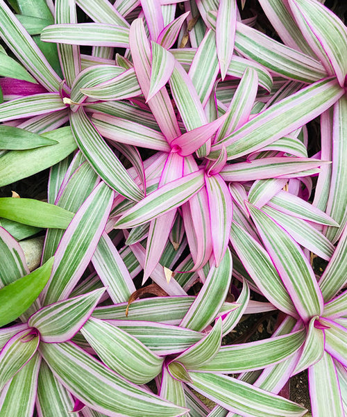 Pale green and purple striped elongated leaves of a Rhoeo, Tricolor plant.