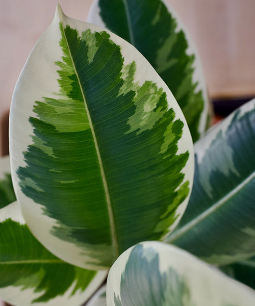 Variegated green and white Ficus elastica leaf.