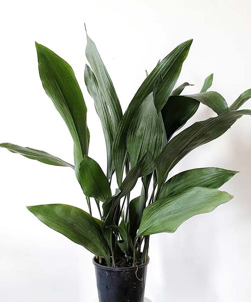 Long spear-shaped leafy plant in a nursery pot.