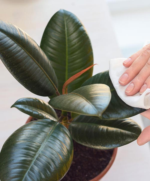 The green waxy leaves of a Rubber Plant are gently wiped with a cloth to remove dust and grime.