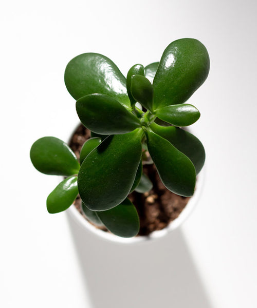 Jade Plant in a white indoor pot.