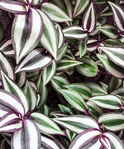 The Tradescantia Zebrina leaves are striking with their white leaves, prominent green or purple edges, and central stripes. 