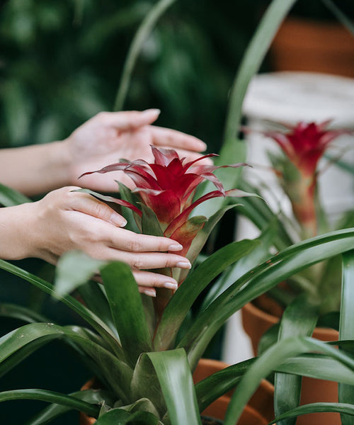 A gardener tending to a potted red Bromeliad.