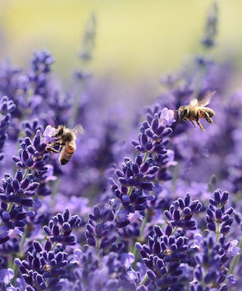 Vibrant Lavender Plant with bees surrounding the flowers.