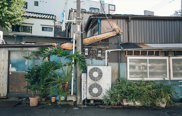 A large Philodendron thriving in a run-down urban area