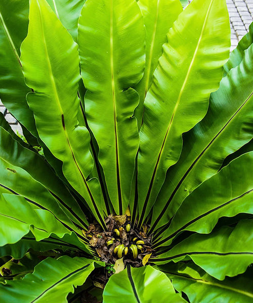 Long crimped rosette leaves with baby ones growing in the centre.