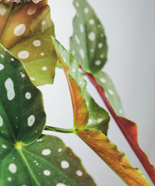 Polka Dot Begonia leaves with green foliage and white spots.