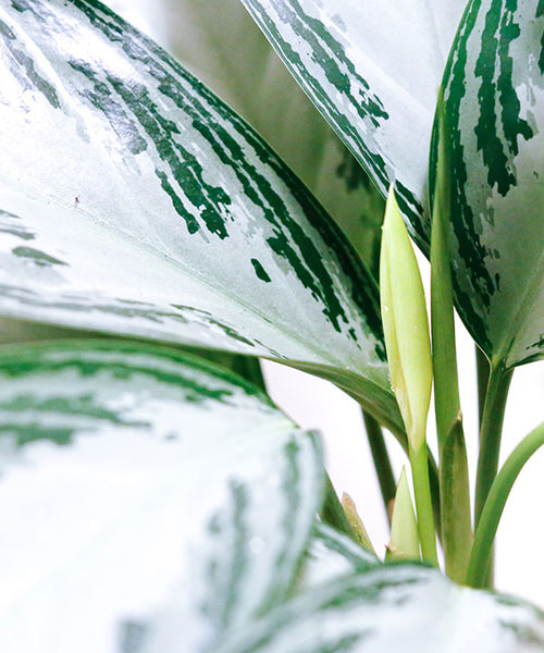 Variegated snow white and deep green Chinese Evergreen leaves.