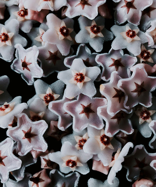 Deep purple centres contrast a powder white star shaped flower of the Hoya Krimson Queen.