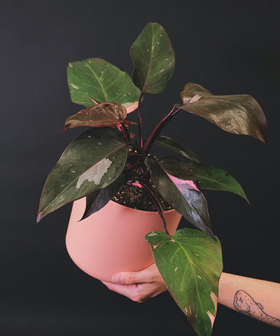 Black background and a pink garden pot enhances the pink variegation of a Philodendron erubescens.