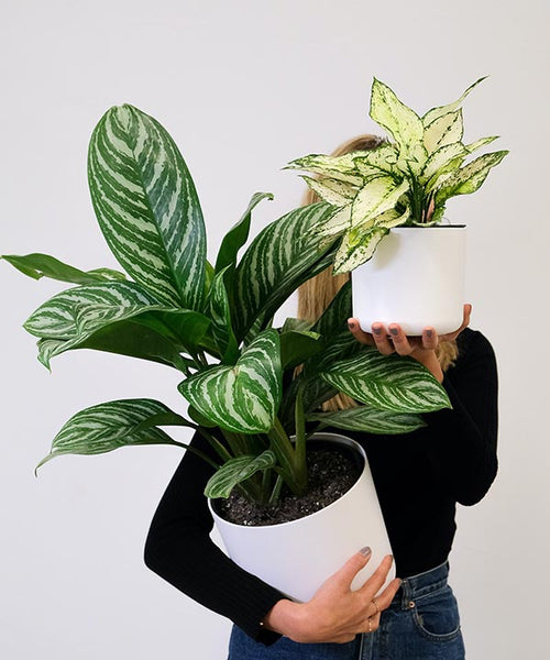 A woman cradles a Chinese Evergreen plant.