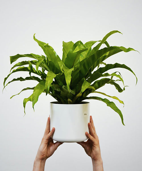 Long green speared leaved plant in a white indoor pot.