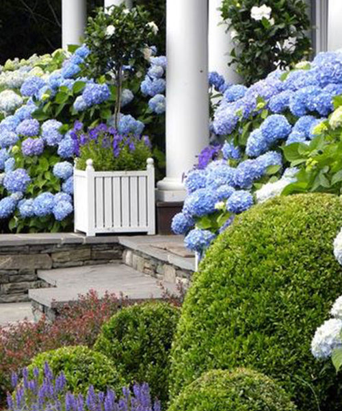 Lush blue toned Hydrangeas and sculpted hedges welcome visitors to an English style country home.