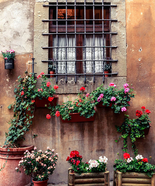 Vibrant red, white, and pink Pelargoniums in window boxes and planters frame a romantic Italian villa.