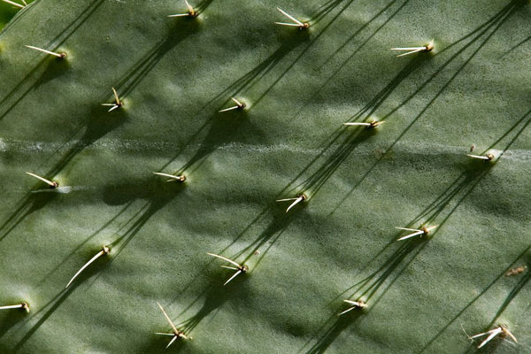 Cactus foliage close up