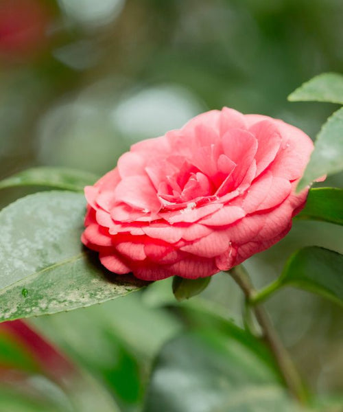 Middlemist Red (Camellia)