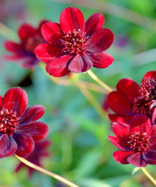 The Chocolate Cosmos (Cosmos atrosanguineus)