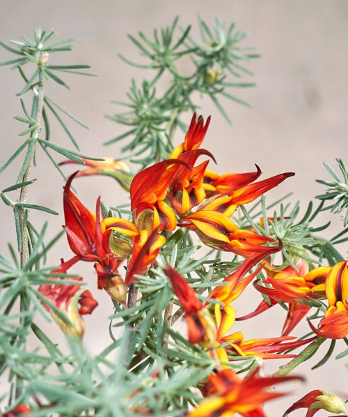 Parrot's Beak (Lotus berthelotii)