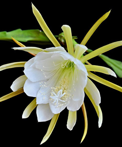 Kadupul Flower (Epiphyllum oxypetalum)