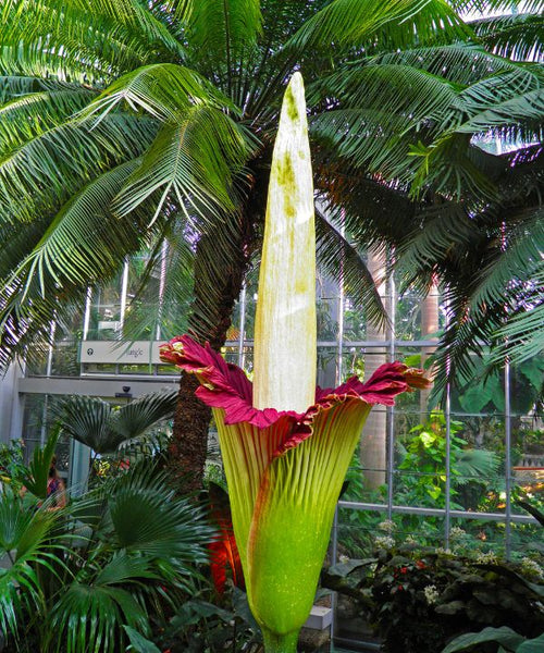 The Corpse Flower (Amorphophallus titanum)