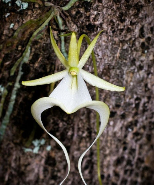 The Ghost Orchid (Dendrophylax lindenii)