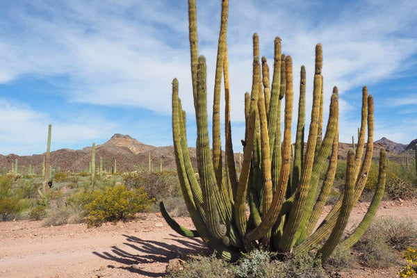 Large Torch Cactus