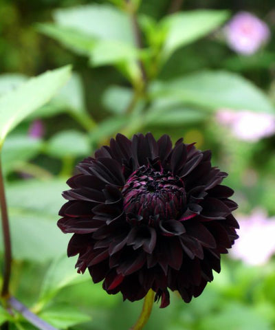 Black Dahlia