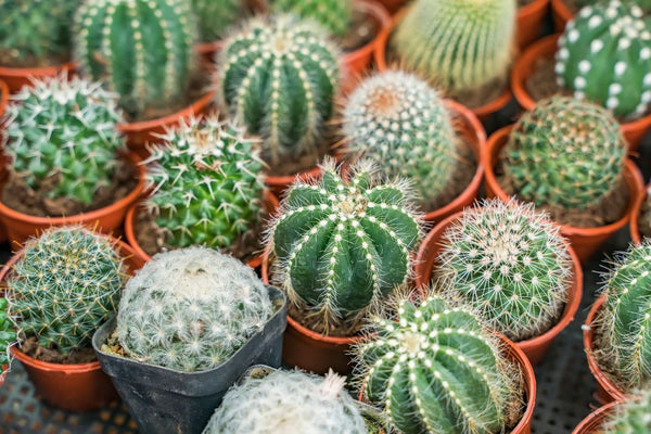 lots of cacti in nursery pots