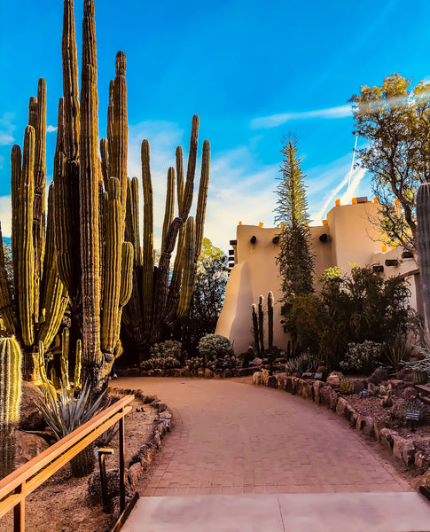 Californian desert bungalow surrounded by towering Cowboy Cactus.
