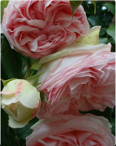 Peony in Hayari perfumery