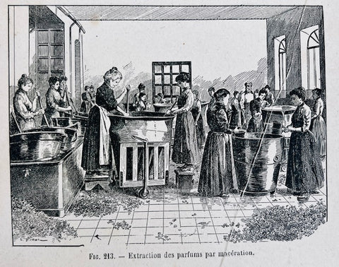 extraction of perfumes