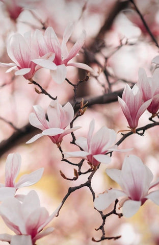 Flower of Magnolia