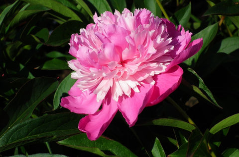 Pivoines Hayari