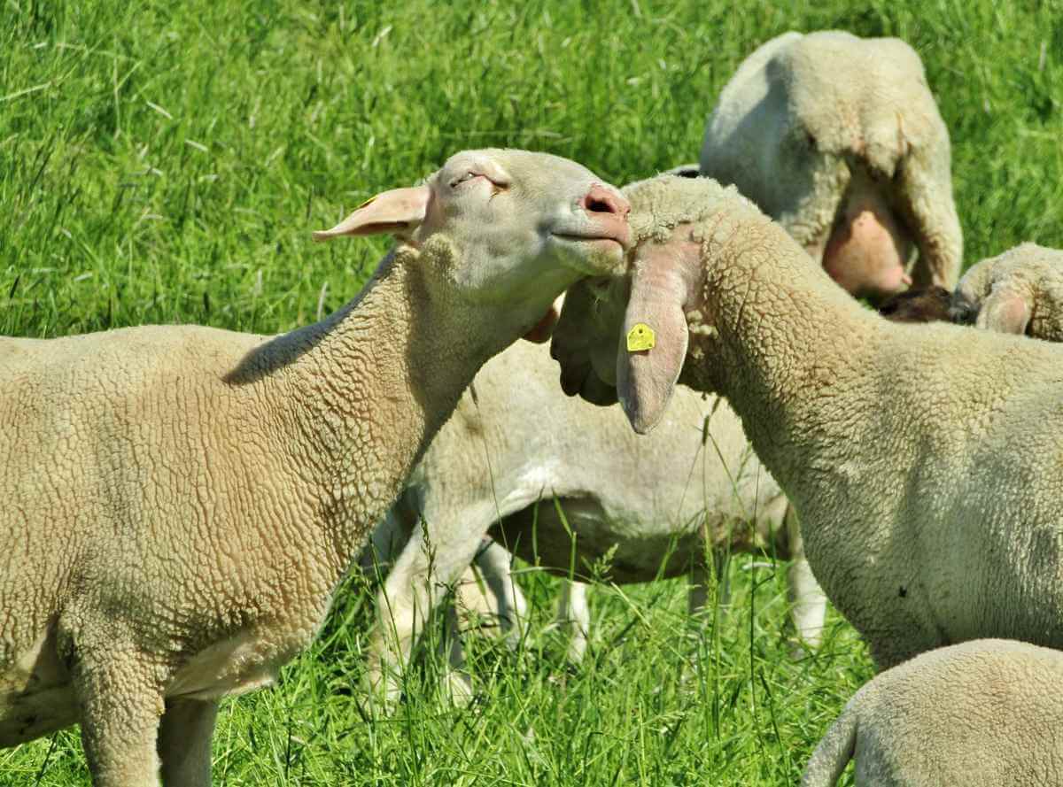 La laine mérinos est douce et thermorégulante